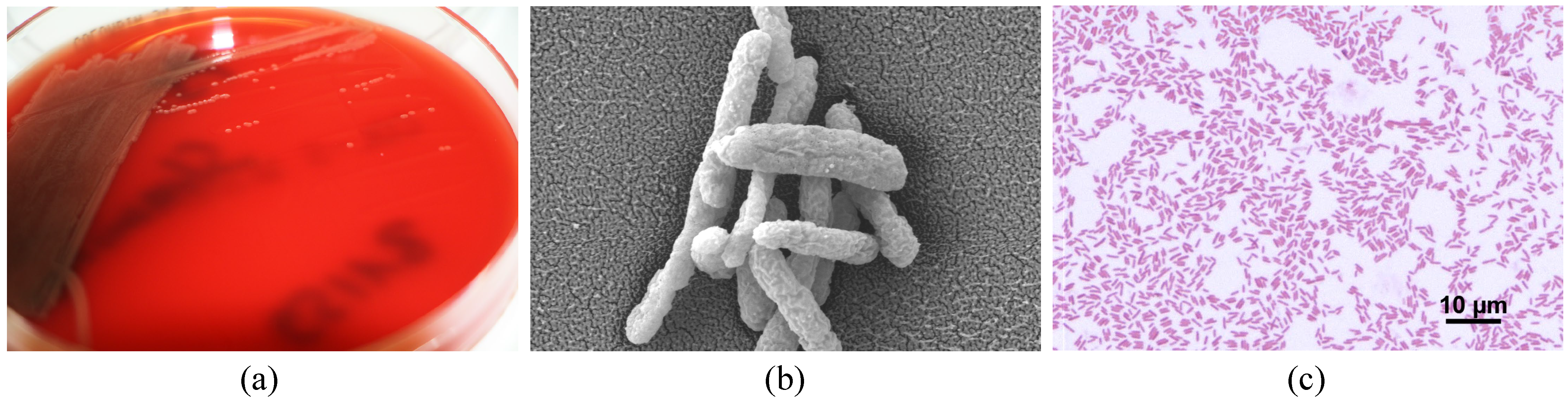 Idr 16 00053 g002 Idr 16 00053 g002