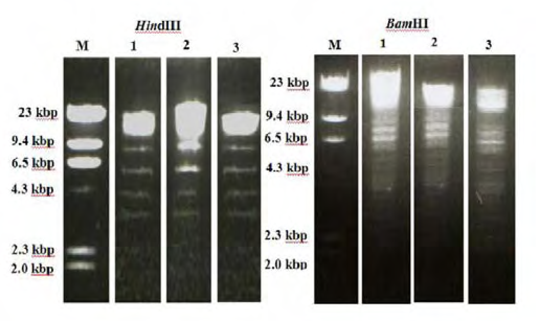 Ijerph 04 00111f4 1024