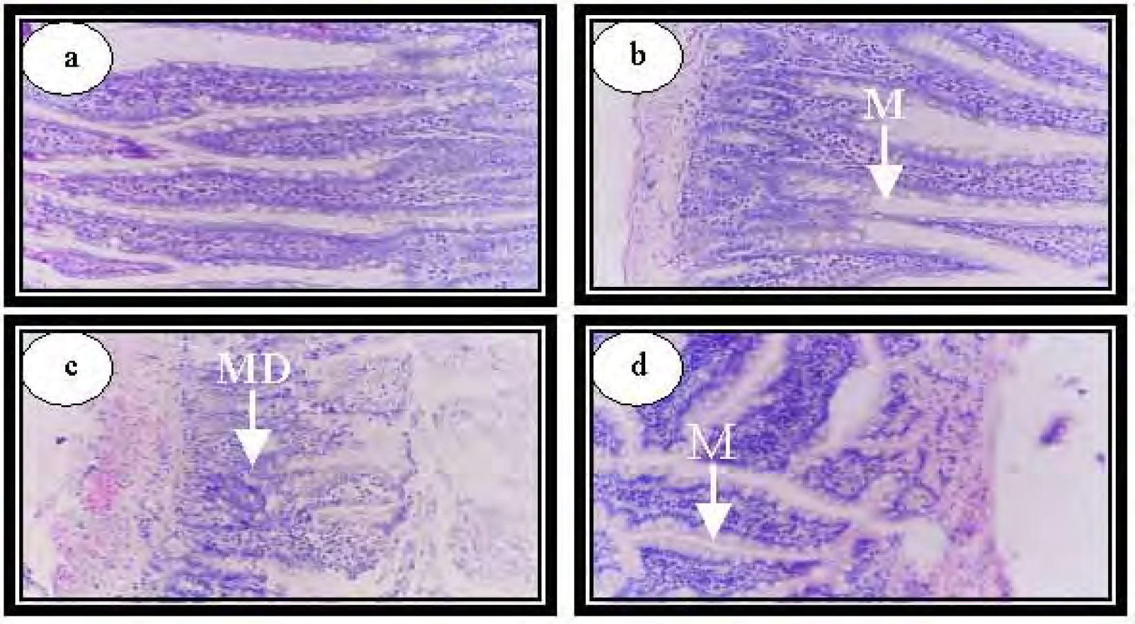 Ijerph 04 00111f8 1024