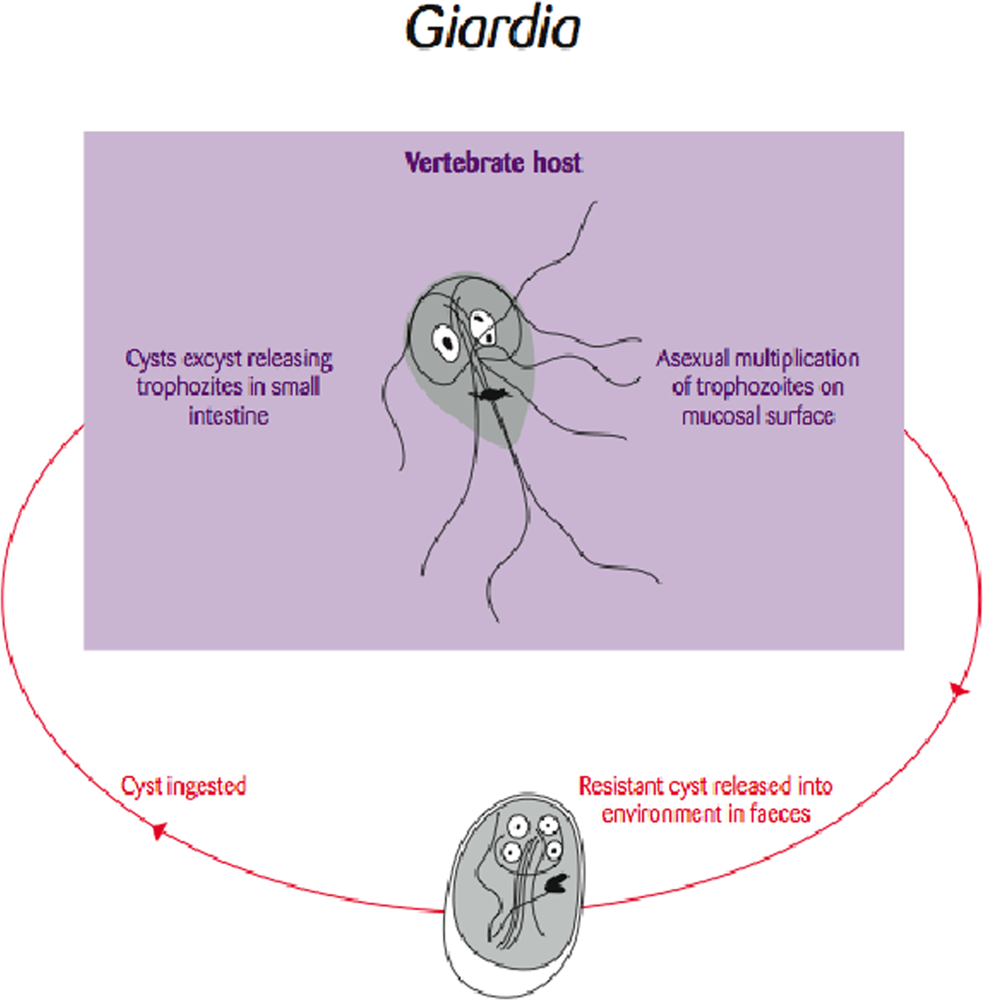 Giardiasis zoonosis