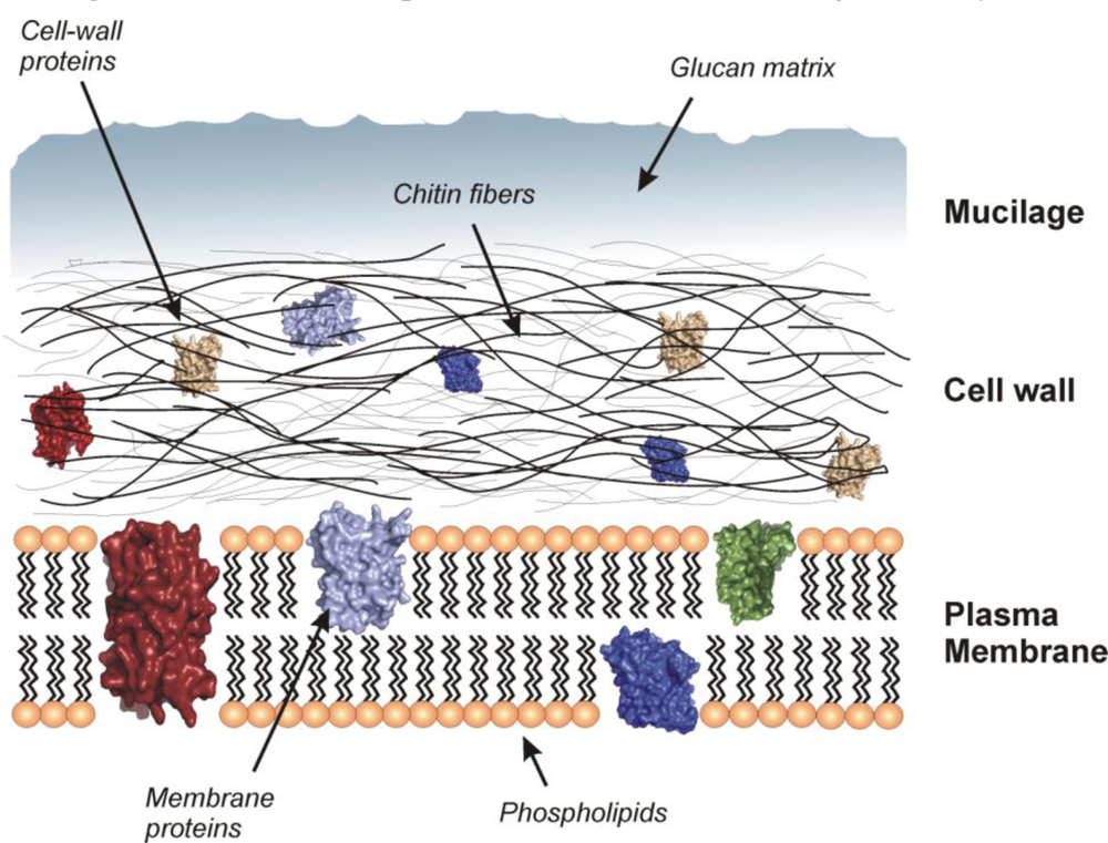 Ijerph 06 01393f1 1024