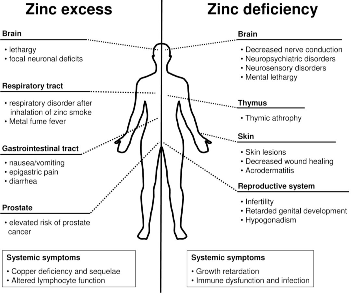 Ijerph Free Full Text The Essential Toxin Impact Of Zinc On Human Health Html