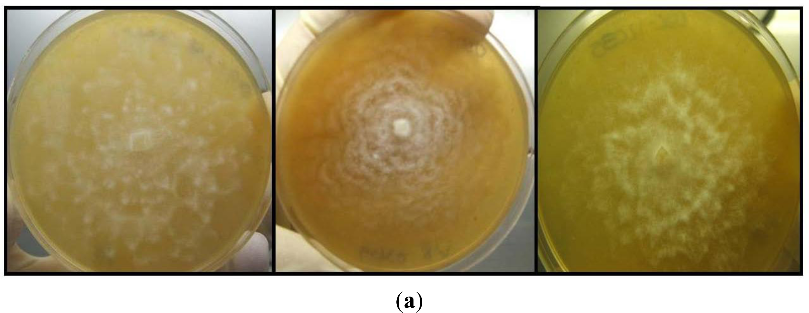 Ijerph 08 01560f4a 1024