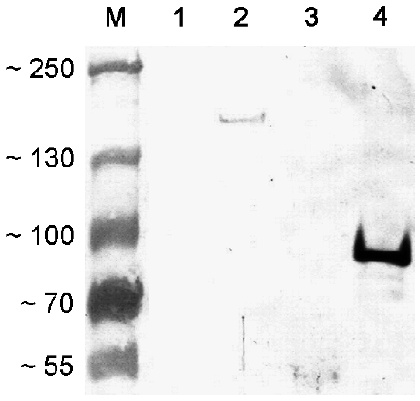 Ijerph 10 04245 g003 1024