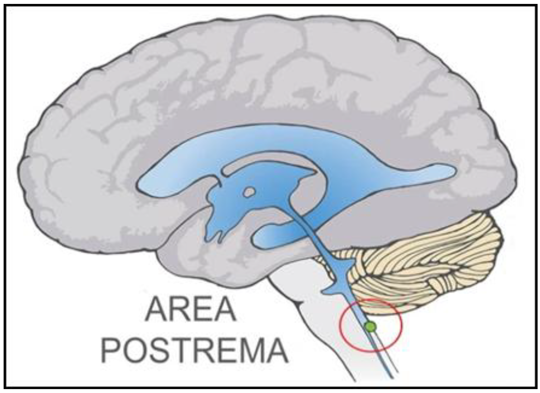 Com area. Ареа пострема. Синдром area postrema. Area postrema продолговатого мозга. Циркумвентрикулярные органы.