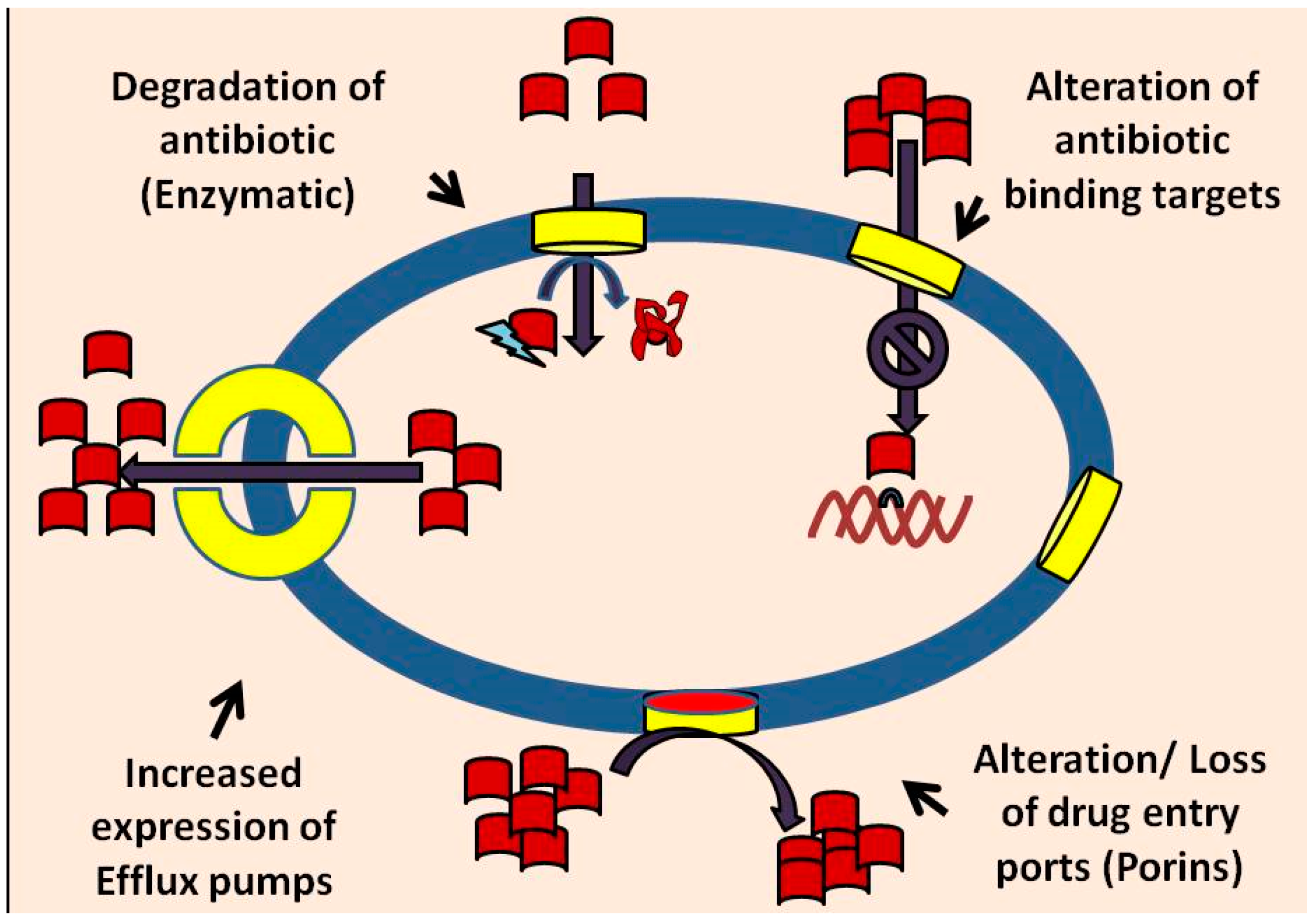 Ijerph Free Full Text Multidrug Efflux Pumps From Images, Photos, Reviews