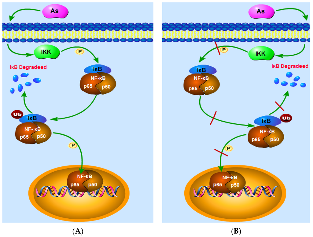 TK Divergent Effects of Arsenic on NF-κB Signaling in Different