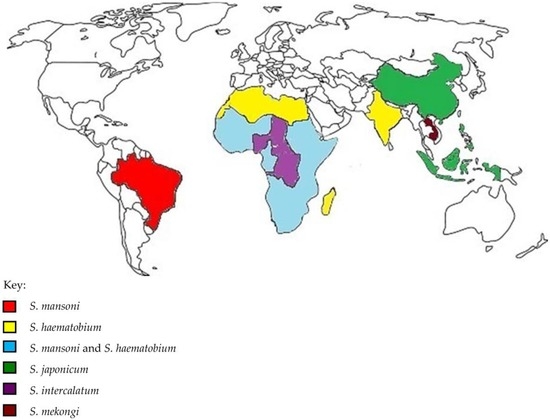 schistosomiasis epidemiológia 2022