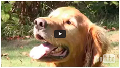 Ijerph 13 01198 i012