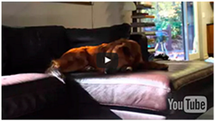 Ijerph 13 01198 i017