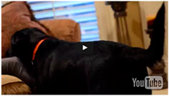 Ijerph 13 01198 i019