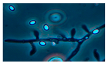 Ijerph 15 00230 i010