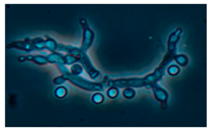 Ijerph 15 00230 i011