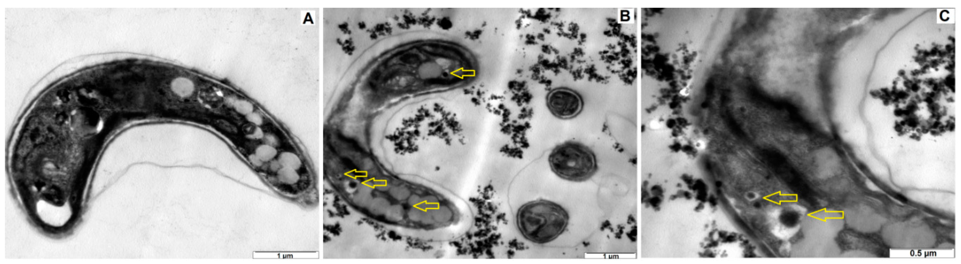 Ijerph 15 00416 g005 Ijerph 15 00416 g005
