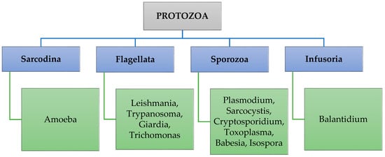 parasitic protozoa and human diseases