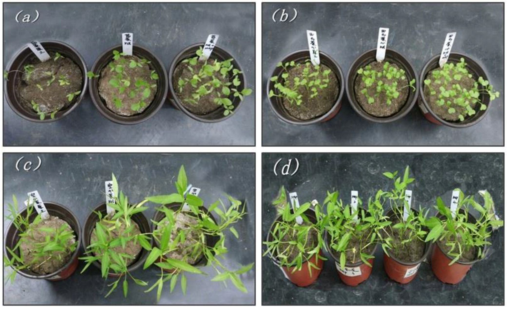 Ijerph 15 01397 g004 Ijerph 15 01397 g004