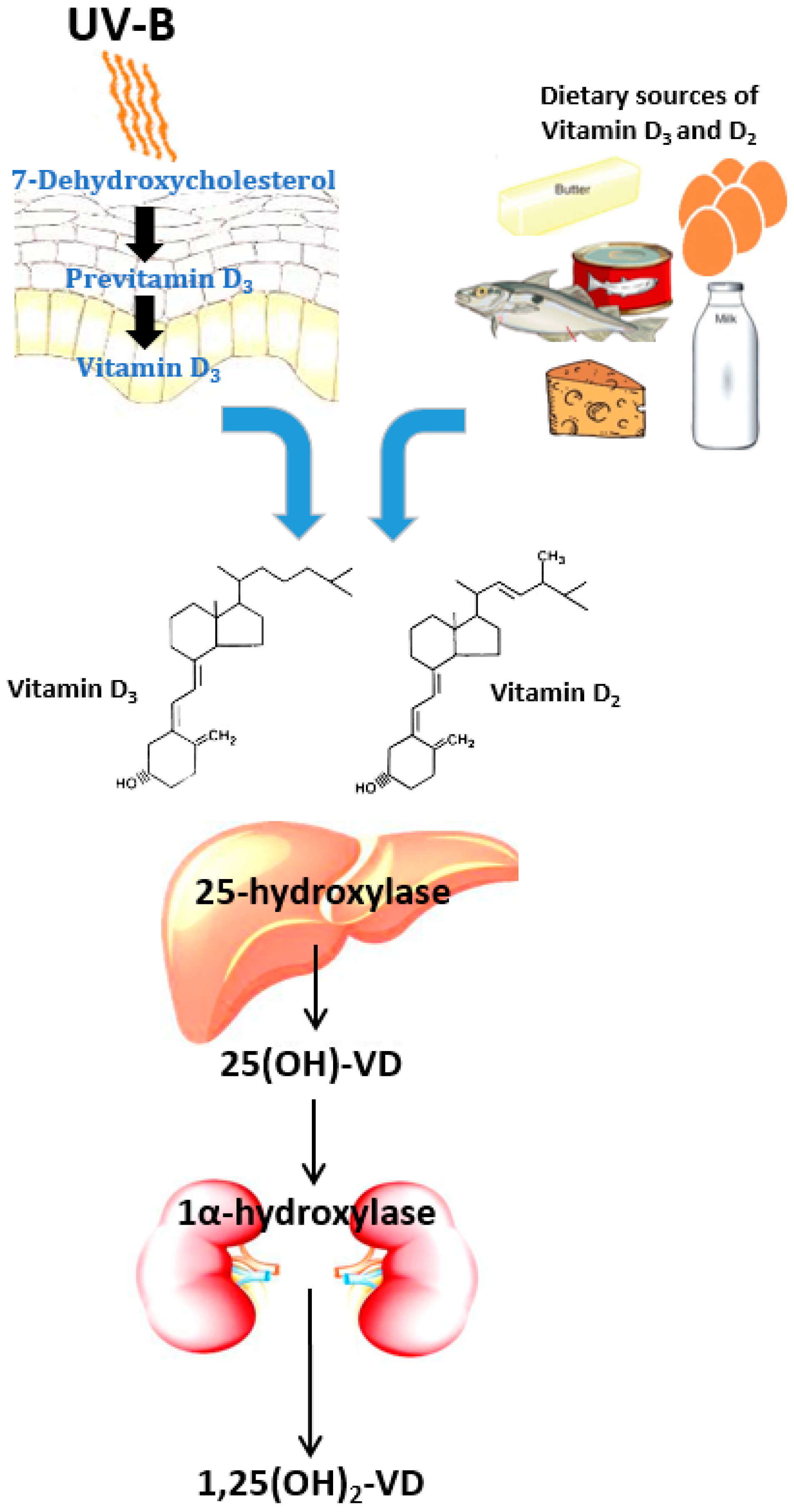 Ijerph Free Full Text Vitamin D Deficiency In Chronic