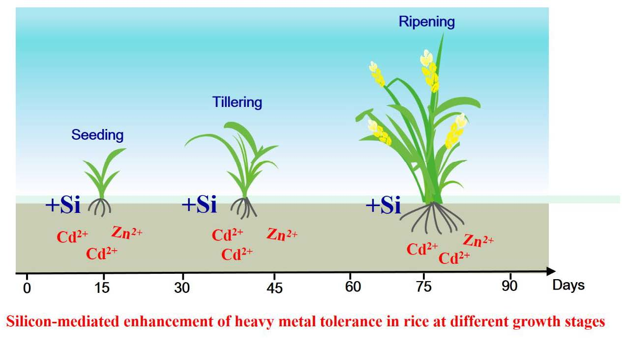 IJERPH Free FullText SiliconMediated Enhancement of Heavy Metal