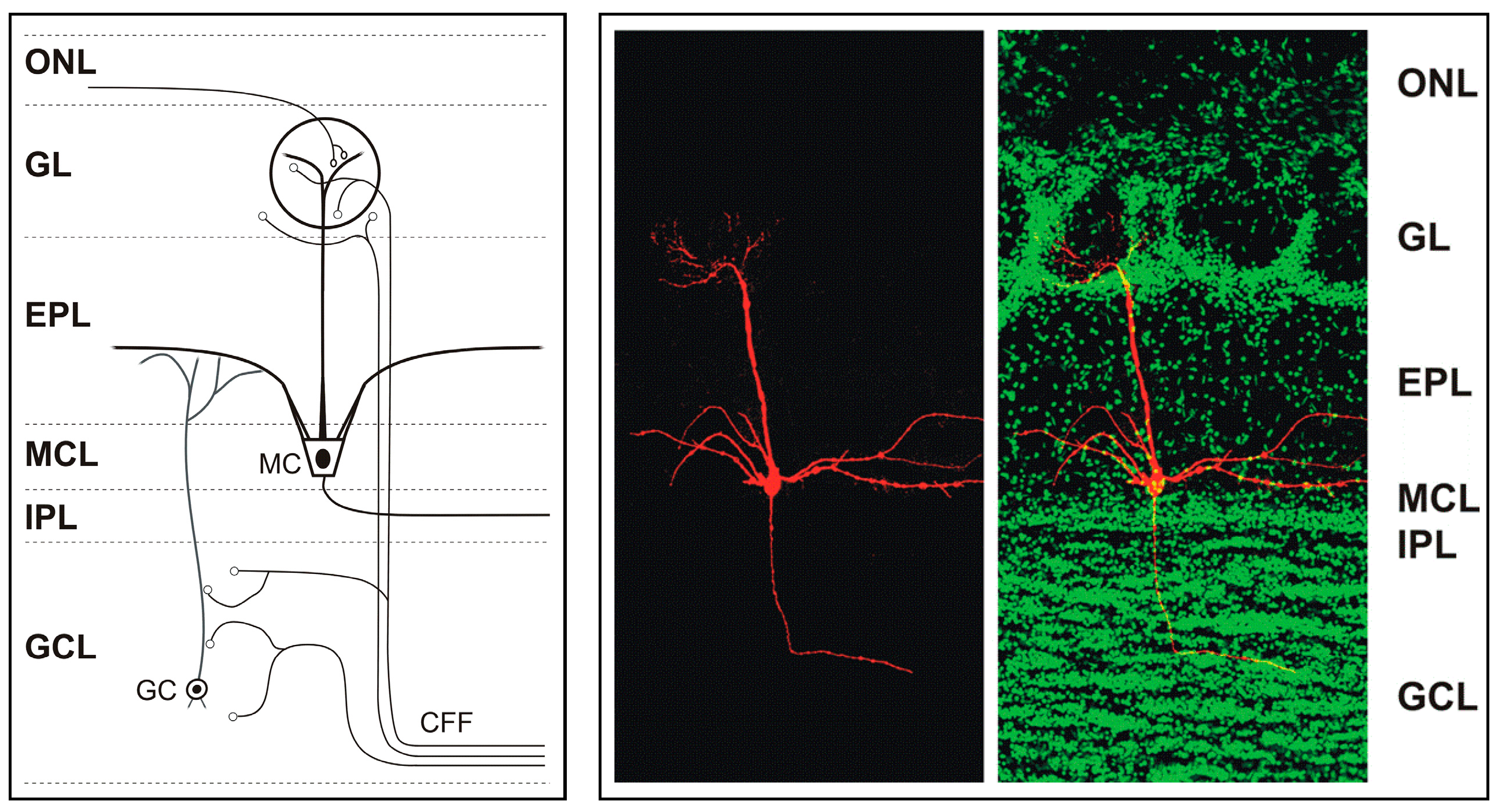 neuron simplicity thc connection to gecko driver neuron simplicity thc connection to gecko driver