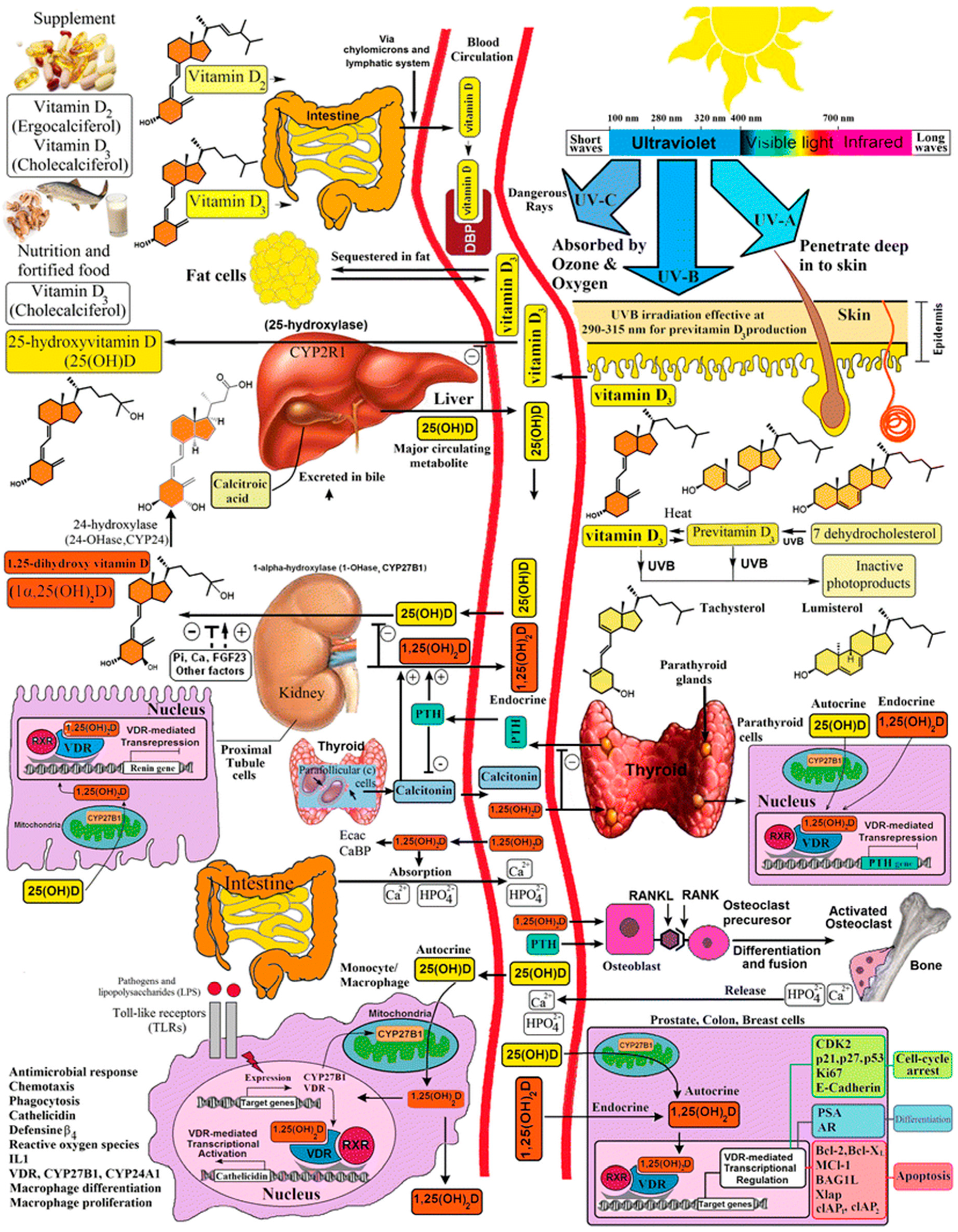 Ijerph Free Full Text Shedding Light On Vitamin D Status