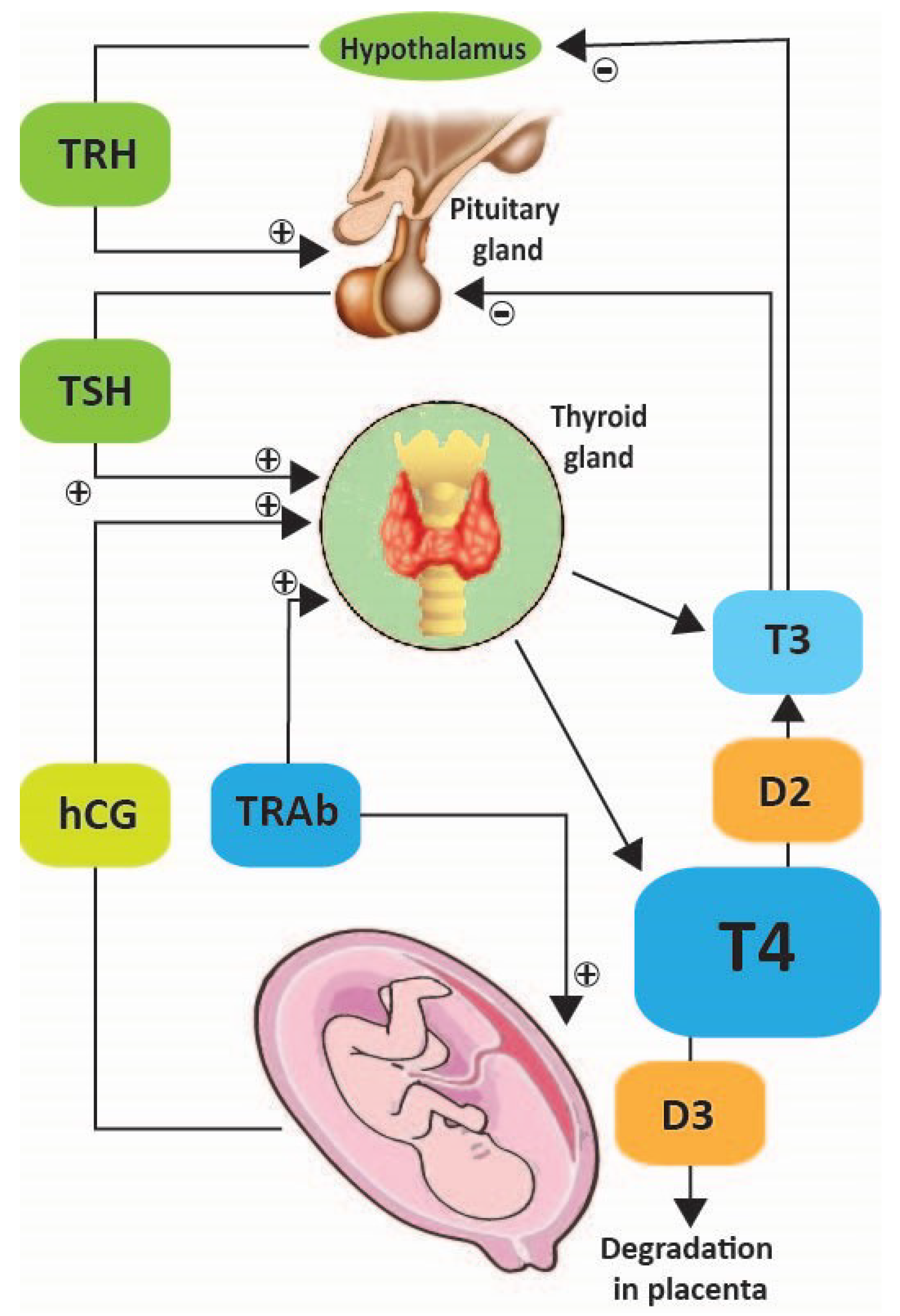 Bizarre Side Effect of Labetalol in Pregnancy 