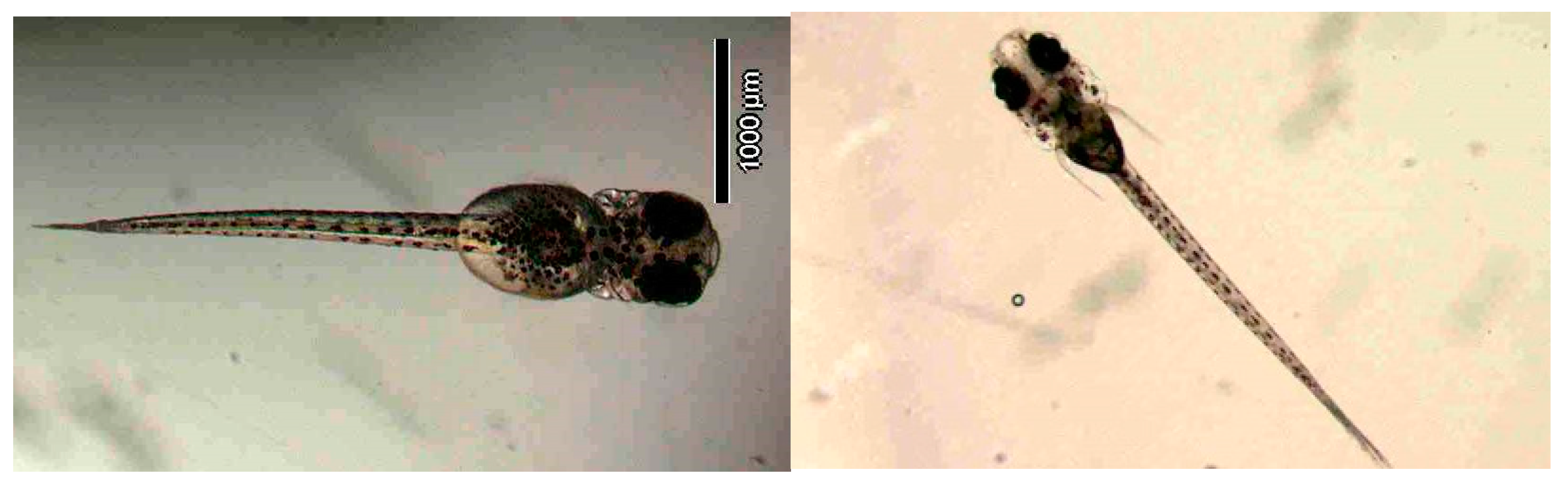 Ijerph 16 00844 g011