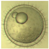 Ijerph 16 00844 i002