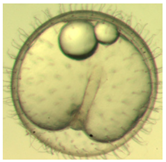 Ijerph 16 00844 i005