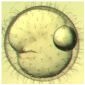 Ijerph 16 00844 i006