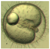 Ijerph 16 00844 i008