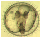 Ijerph 16 00844 i011