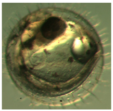 Ijerph 16 00844 i014