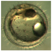 Ijerph 16 00844 i015