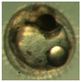 Ijerph 16 00844 i017