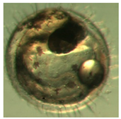 Ijerph 16 00844 i020