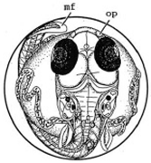 Ijerph 16 00844 i022