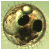 Ijerph 16 00844 i024