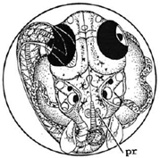 Ijerph 16 00844 i025