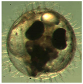 Ijerph 16 00844 i027