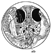 Ijerph 16 00844 i028