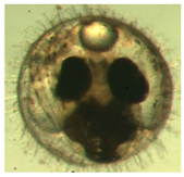 Ijerph 16 00844 i029