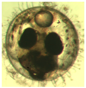 Ijerph 16 00844 i030