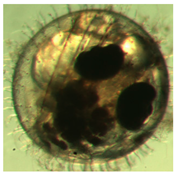 Ijerph 16 00844 i033