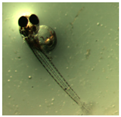 Ijerph 16 00844 i036