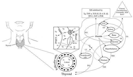 Ijerph Free Full Text Fluoride Exposure Induces Inhibition Of Sodium Iodide Symporter Nis Contributing To Impaired Iodine Absorption And Iodine Deficiency Molecular Mechanisms Of Inhibition And Implications For Public Health Html