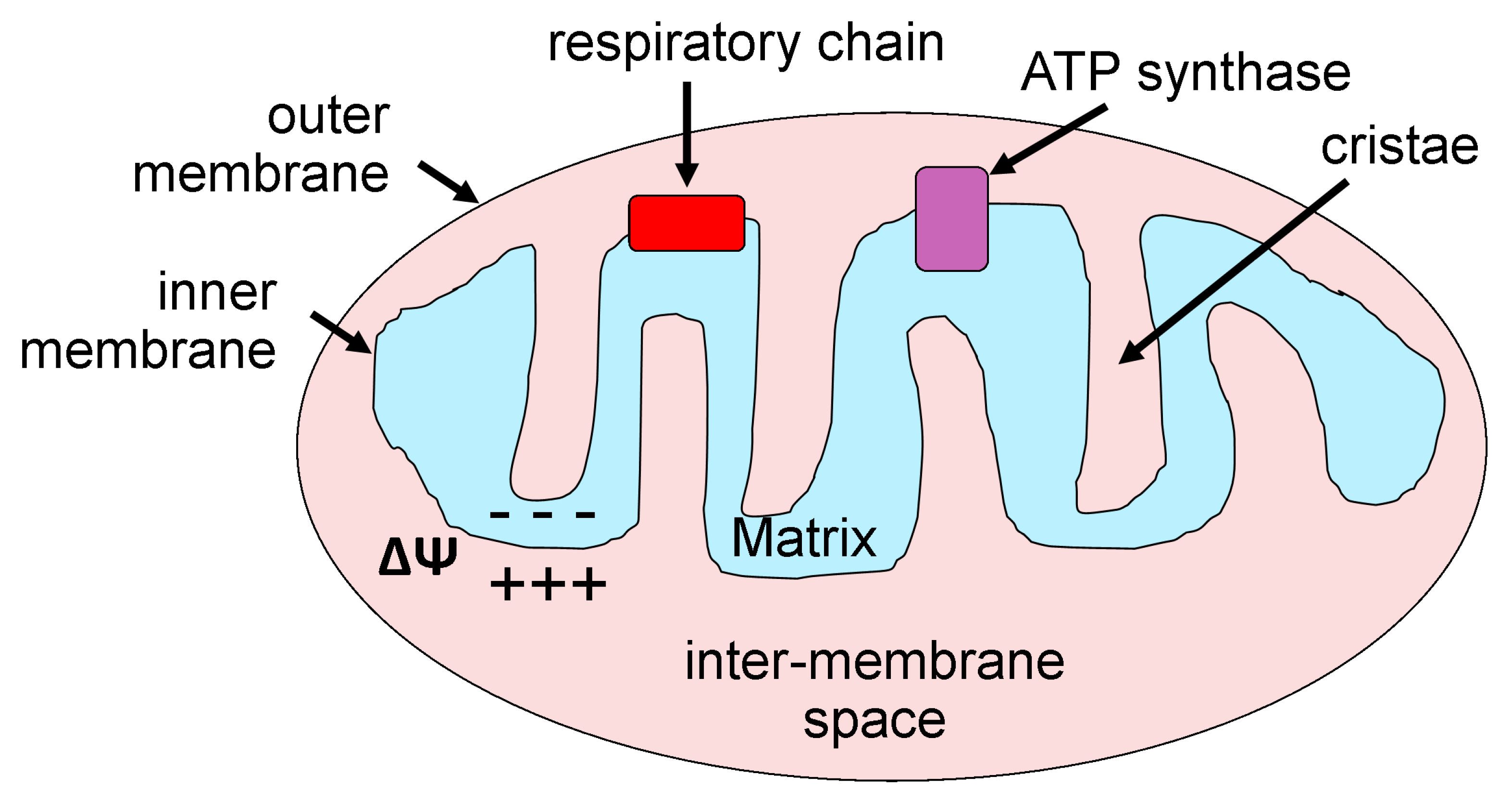 Ijerph 16 01586 g001
