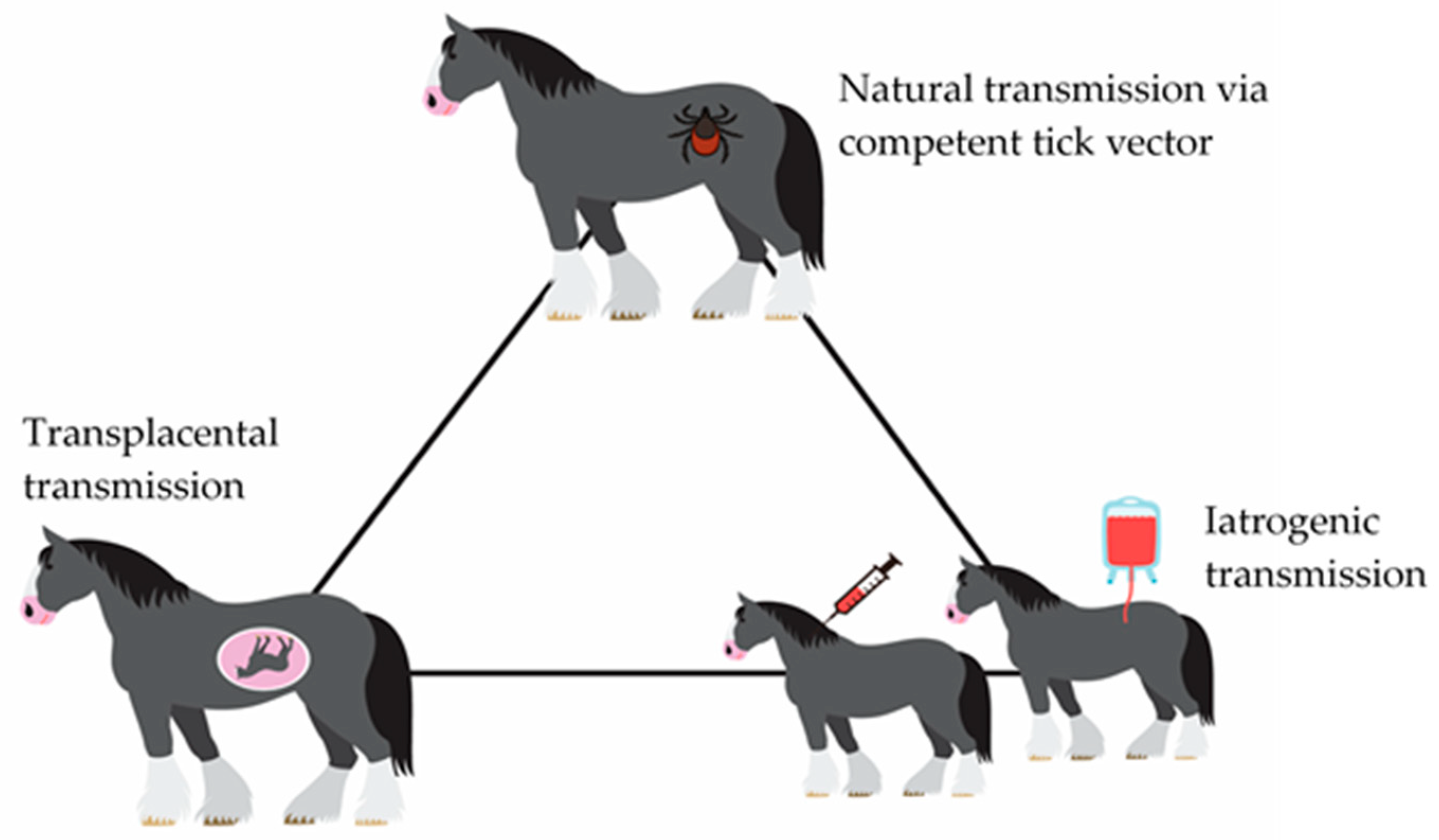 petz horse club difference between syn petz horse club difference between syn