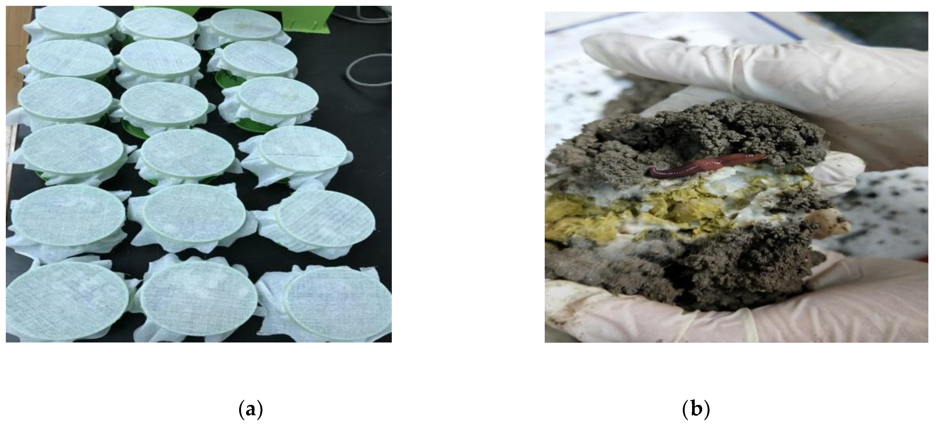 Ijerph 16 04737 g001 550