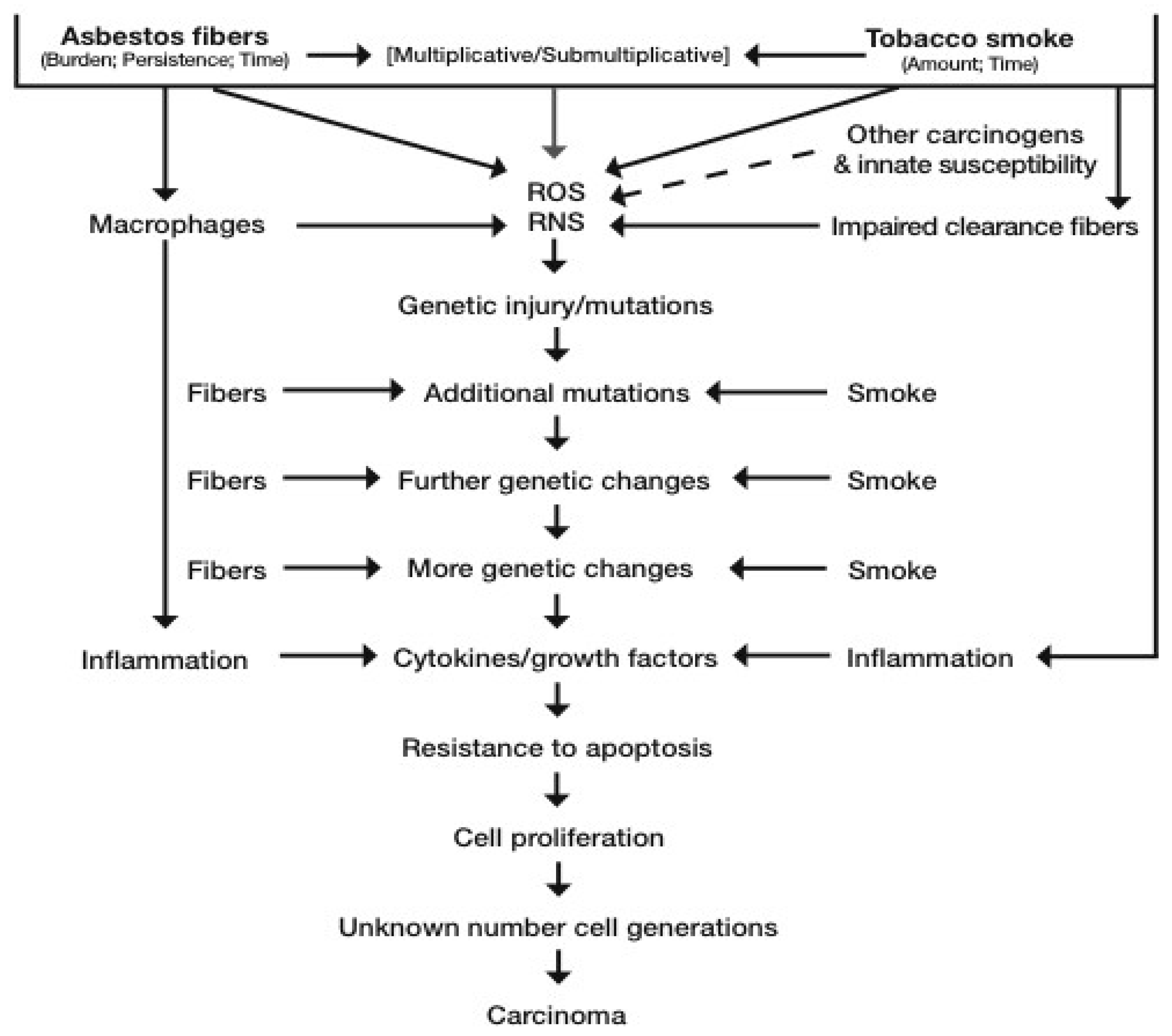 talcum causes mesothelioma