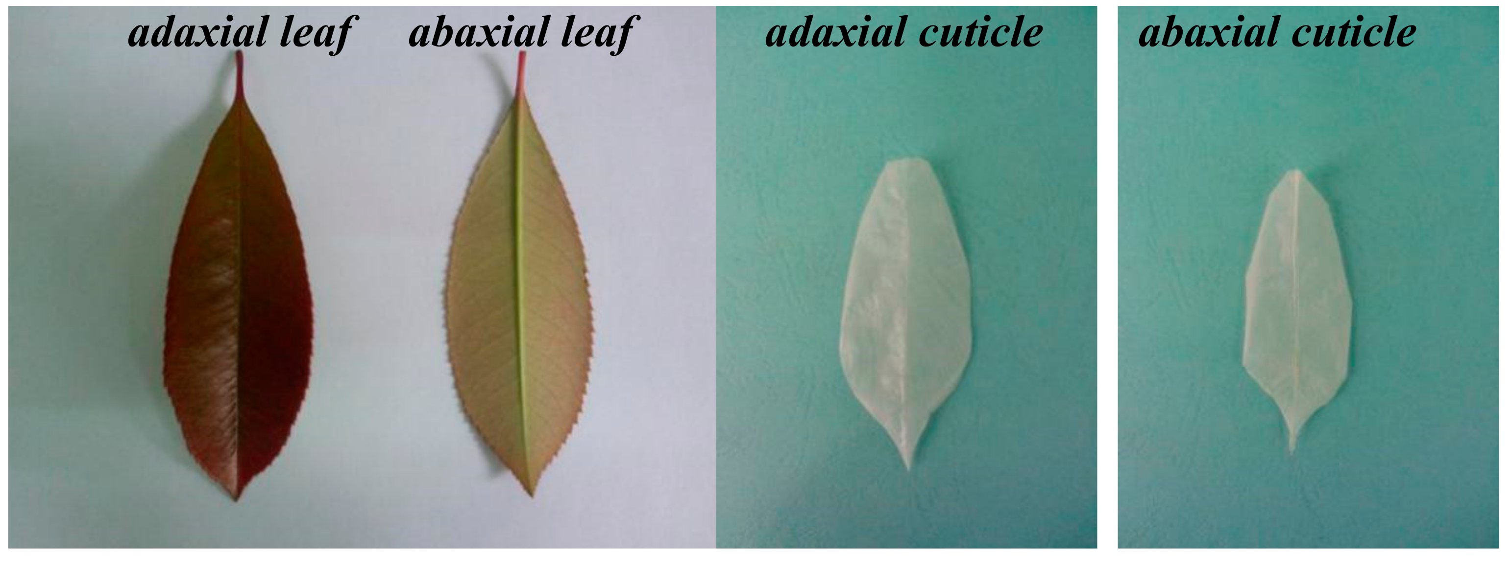 Ijerph 17 01061 g001